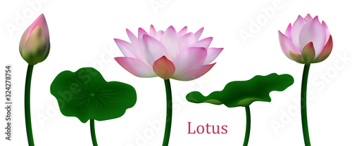 Realistic lotus flowers isolated on white background. Set beautiful 3D  lotuses flowers. Vector illustration. Collection natural elements for design banners, cards, brochures, covers, booklets. Stock.