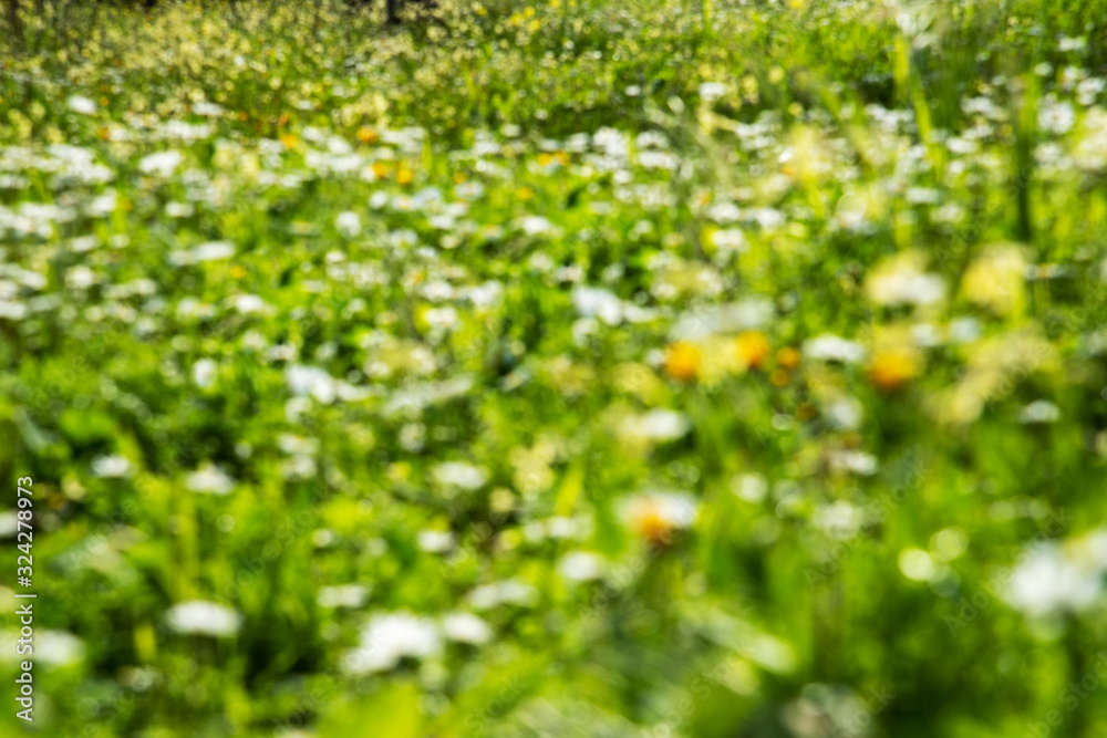 Beautiful Scenery Of Blurry Daisy Flower Meadow In Spring Season. Green Grass Background Or Texture