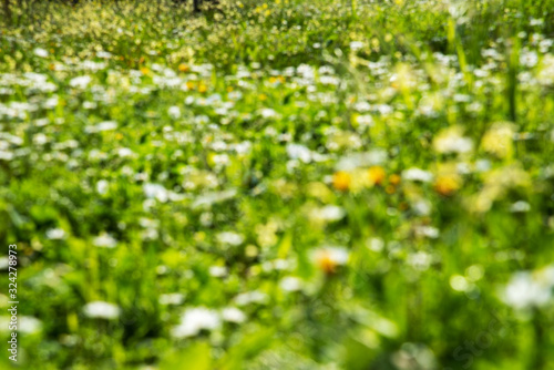 Beautiful Scenery Of Blurry Daisy Flower Meadow In Spring Season. Green Grass Background Or Texture