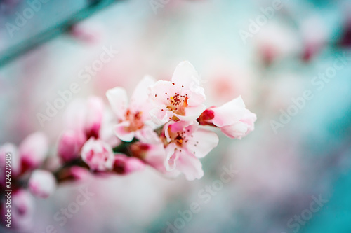 Pink flowers blooming peach tree at spring. Spring blooming, Abstract background. Banner. Selective focus.
