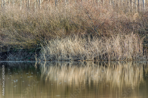 River cane stalks in water ponds in the winter 