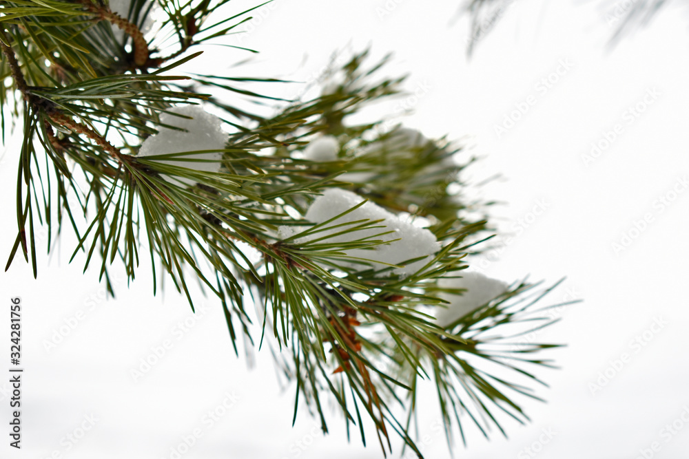 pine branch in the snow pine branch in the snow