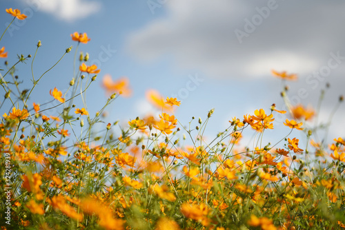 field of yellow flowers © suchalinee
