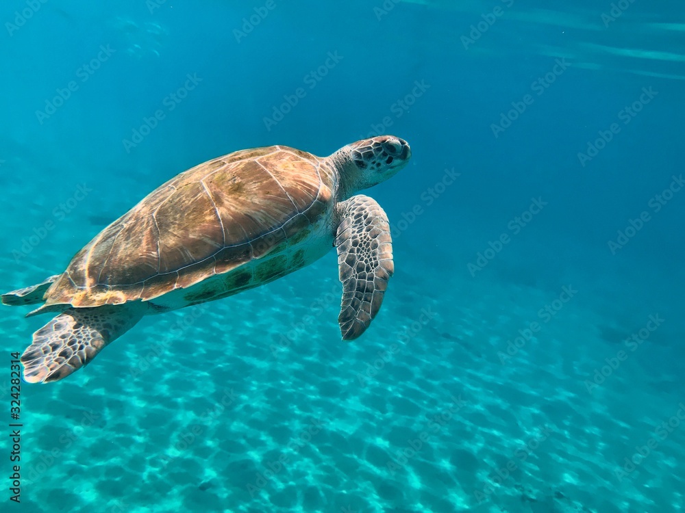 Obraz premium Curacao – Sea Turtle at Playa Piskado