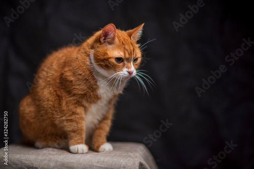 Portrait of a red-haired old cat in a photo studio. Photographed close-up. © shymar27