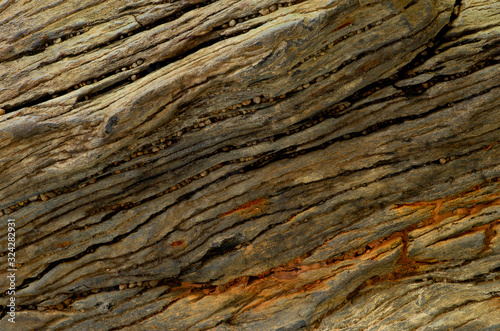Petrified wood stone