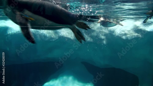 Beautiful 4k video of penguins diving and swimming in cold ocean water next to big iceberg