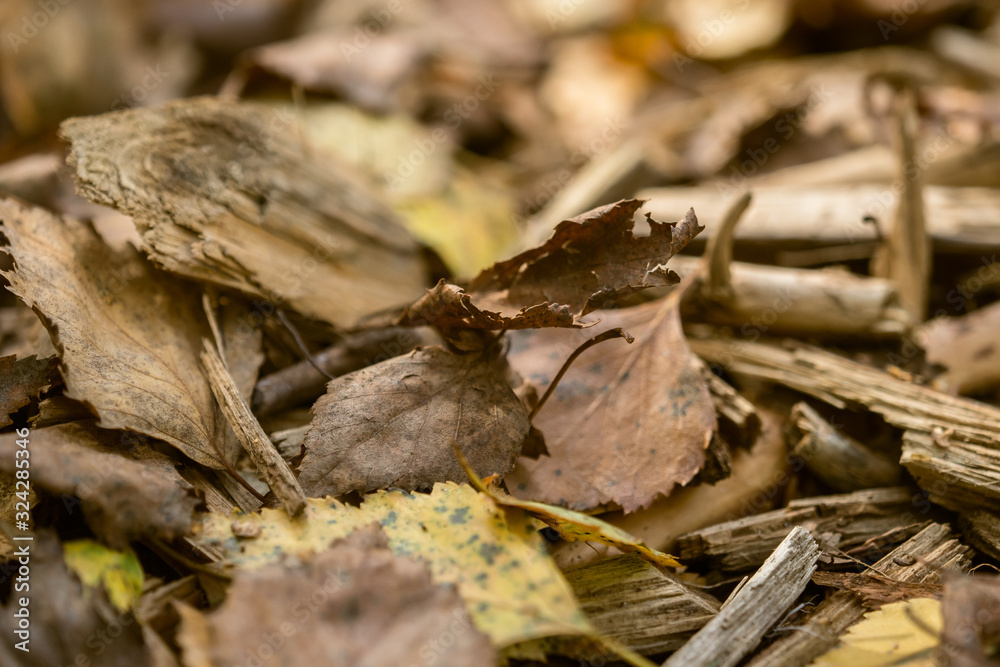 Foliage and old wood are scattered on the forest floor Foliage and old wood are scattered on the forest floor
