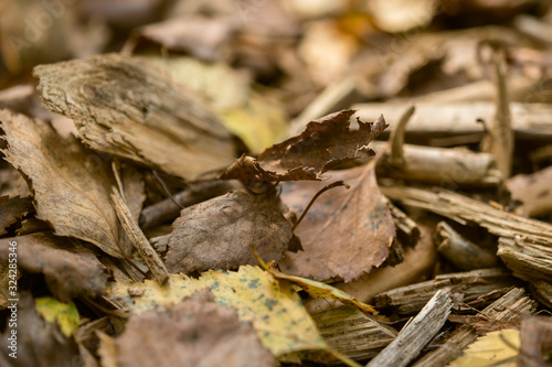 Foliage and old wood are scattered on the forest floor