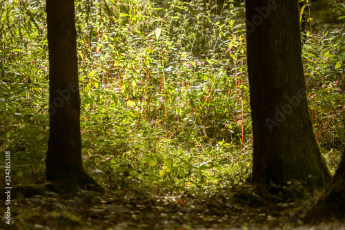 Two trees in the forest  wild grass behind