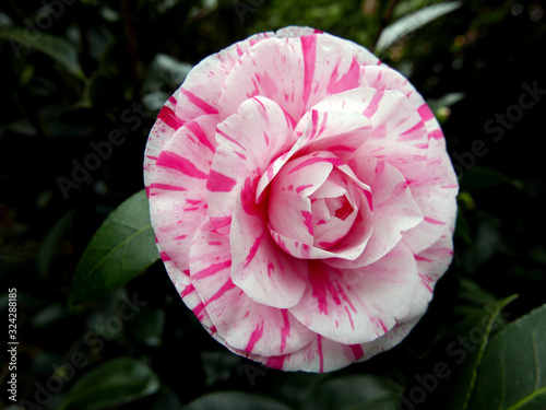 meravigliosa corolla di camelia screziata di rosa e di bianco nel giardino photo