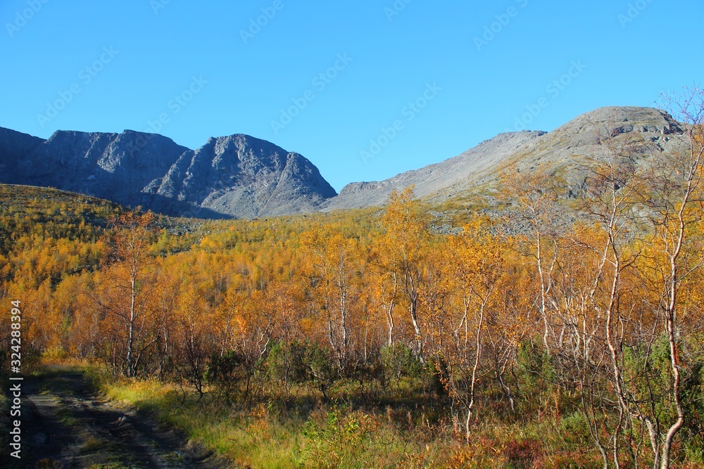 autumn forest in Khibiny Mountains