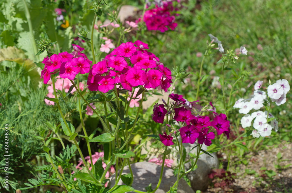 Flowering annual Phlox on a flower bed in the garden