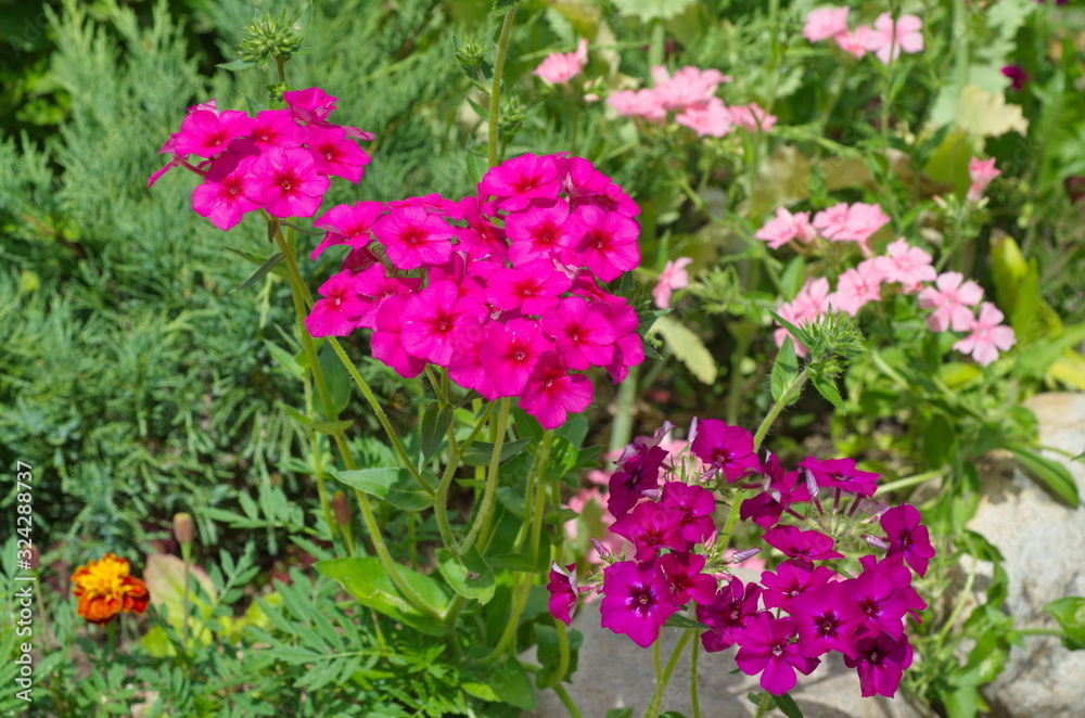 Annual Phlox bloom on a flower bed in the garden