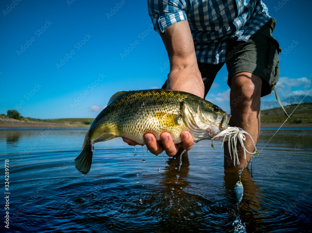 Pregnant Bass fishing on beautiful lake in South Africa closeup shot with  lure Stock Photo