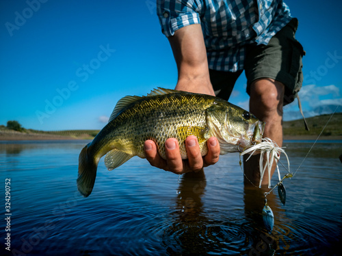 Pregnant Bass fishing on beautiful lake in South Africa closeup shot with lure