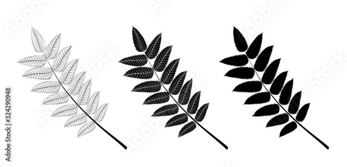 Vector set of rowan leaves, outline and silhouette.