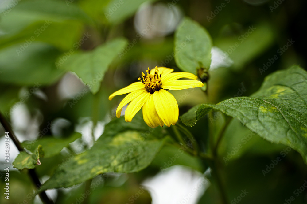 flowers flowers