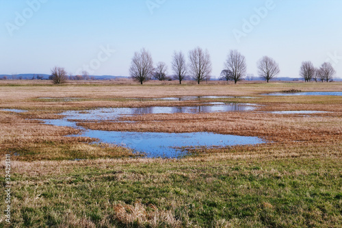 Flooding meadow in springtime at Havel river landscape. Willow tree in background.