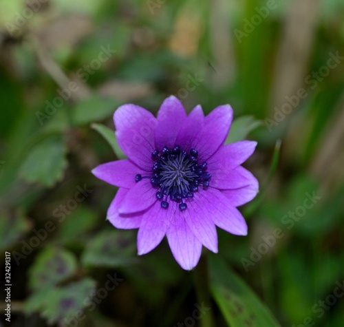 Close-up of purple flower in garden