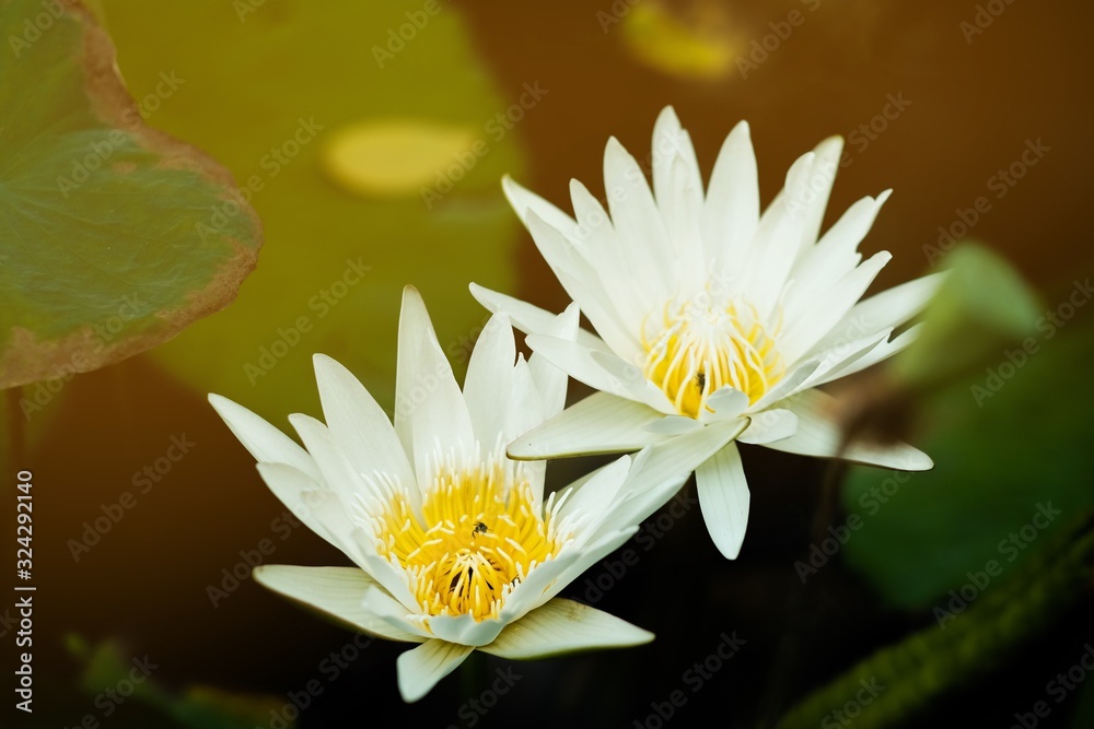 Bee sucking nectar pollen lotus in the morning. Bee sucking nectar pollen lotus in the morning.