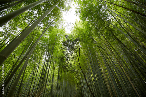 Arashiyama Bamboo Grove