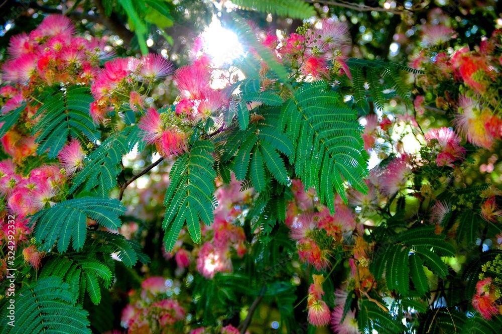 Pink Flowers with Sun Shining through Leaves