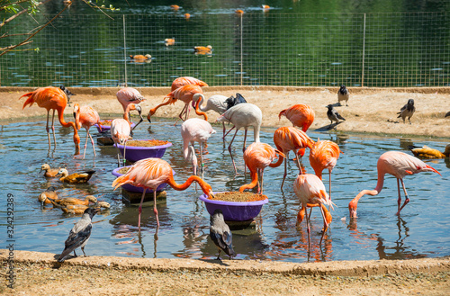 Moscow Zoo, Russia
