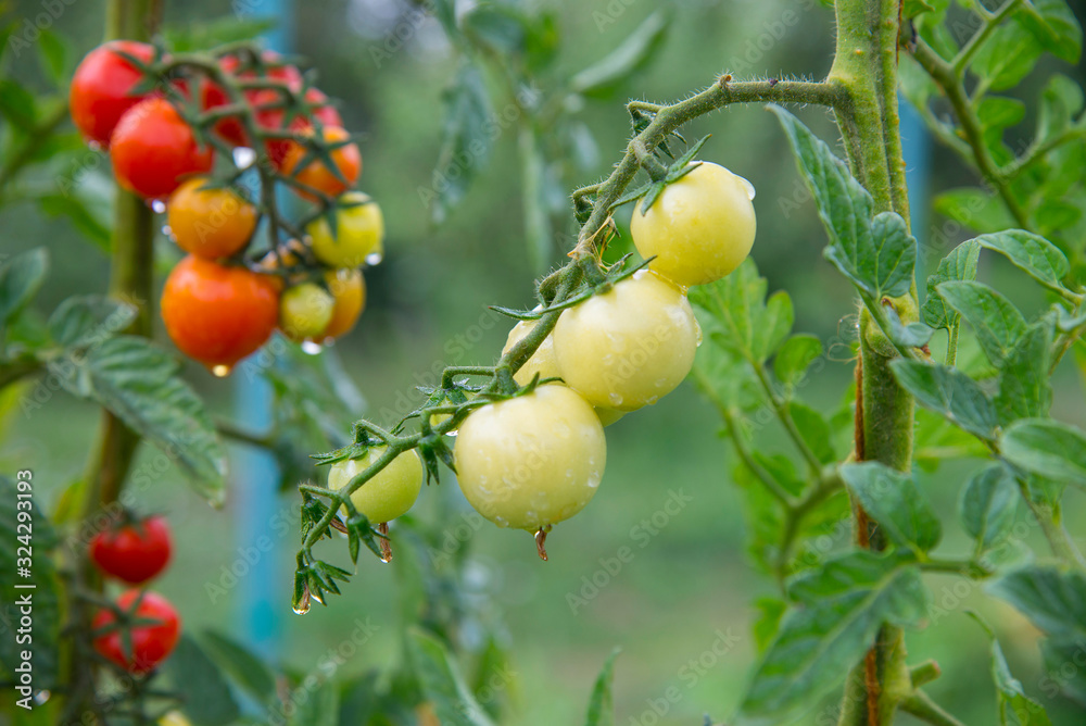 Delicious cherry tomatoes
