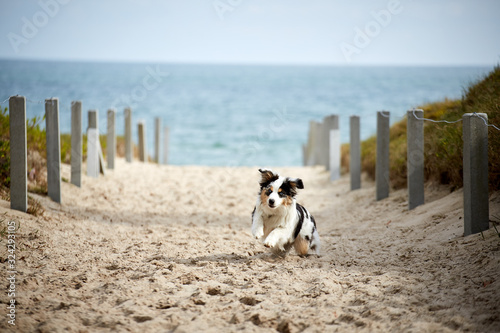 Fototapeta Naklejka Na Ścianę i Meble -  Puppy at the beach