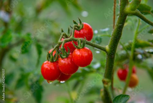 Delicious red cherry tomatoes