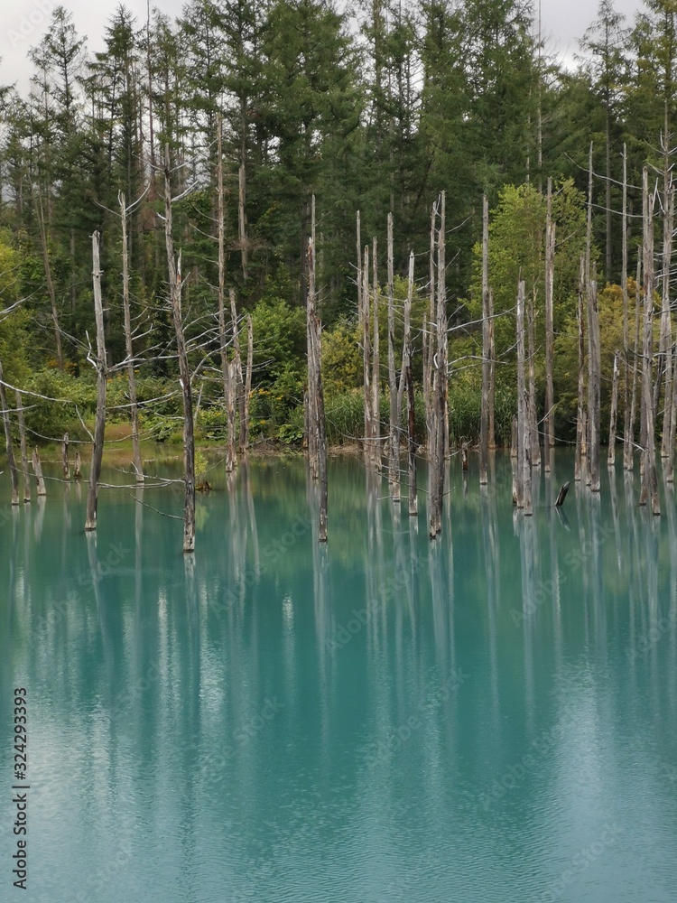 lake in forest