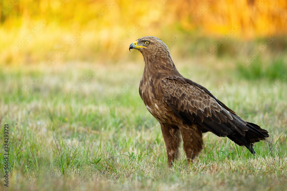 Lesser spotted eagle, clanga pomarina, sitting on a green meadow in summer at sunrise. Wild bird of prey on a field with grass with copy space. Attentive predator in nature Lesser spotted eagle, clanga pomarina, sitting on a green meadow in summer at sunrise. Wild bird of prey on a field with grass with copy space. Attentive predator in nature