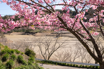 Poster encadré  佐久間ダム親水公園の河津桜　千葉県安房郡鋸南町　日本  © 政昭 大橋