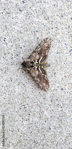 Five-spotted Hawk Moth isolated on gray sidewalk. Manduca quinquemaculata