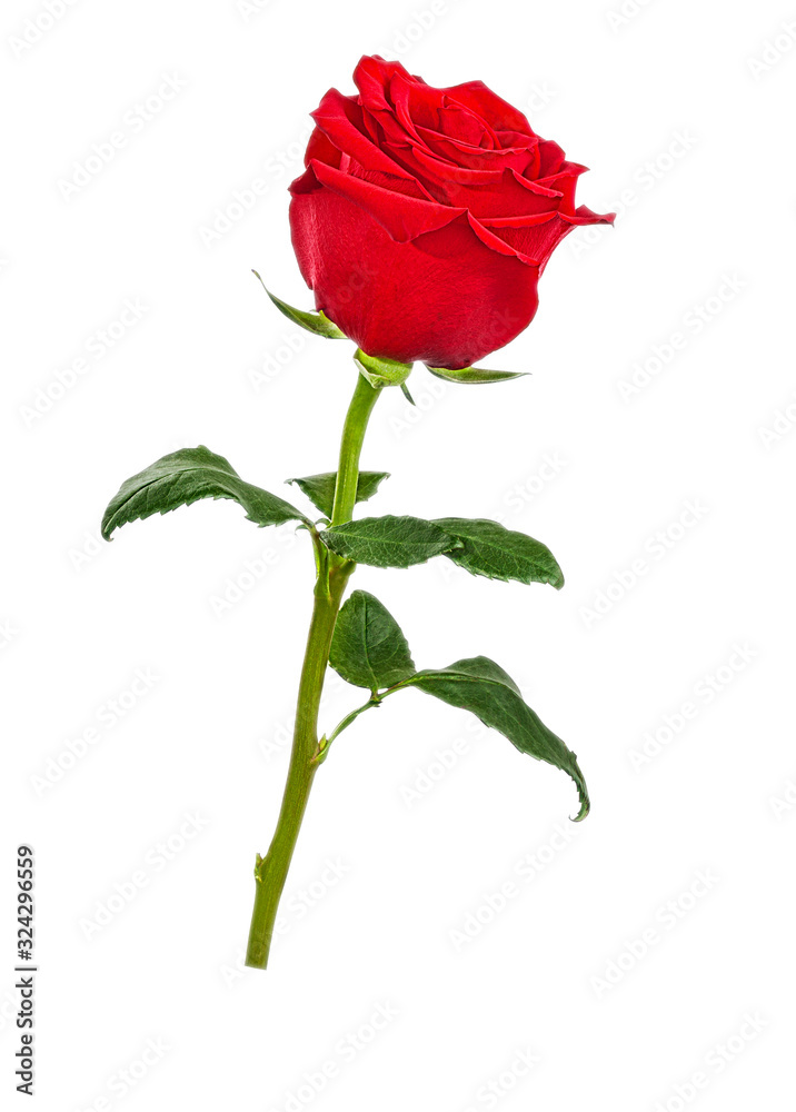 Rose flower isolated on white background with clipping path