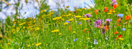 Beautiful flower meadow on the side of the path