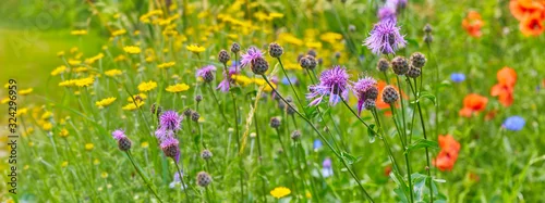 Obraz  z motywem Beautiful flower meadow on the side of the path