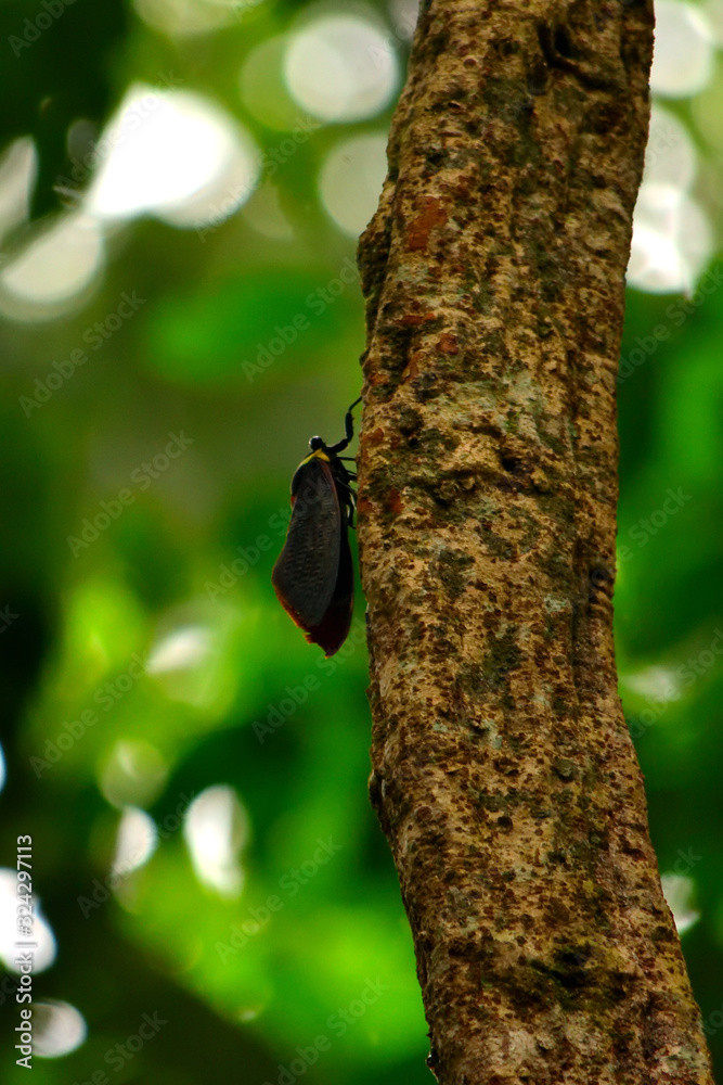 A beautiful planthopper in the jungle of Gunung Leuser National Park A beautiful planthopper in the jungle of Gunung Leuser National Park