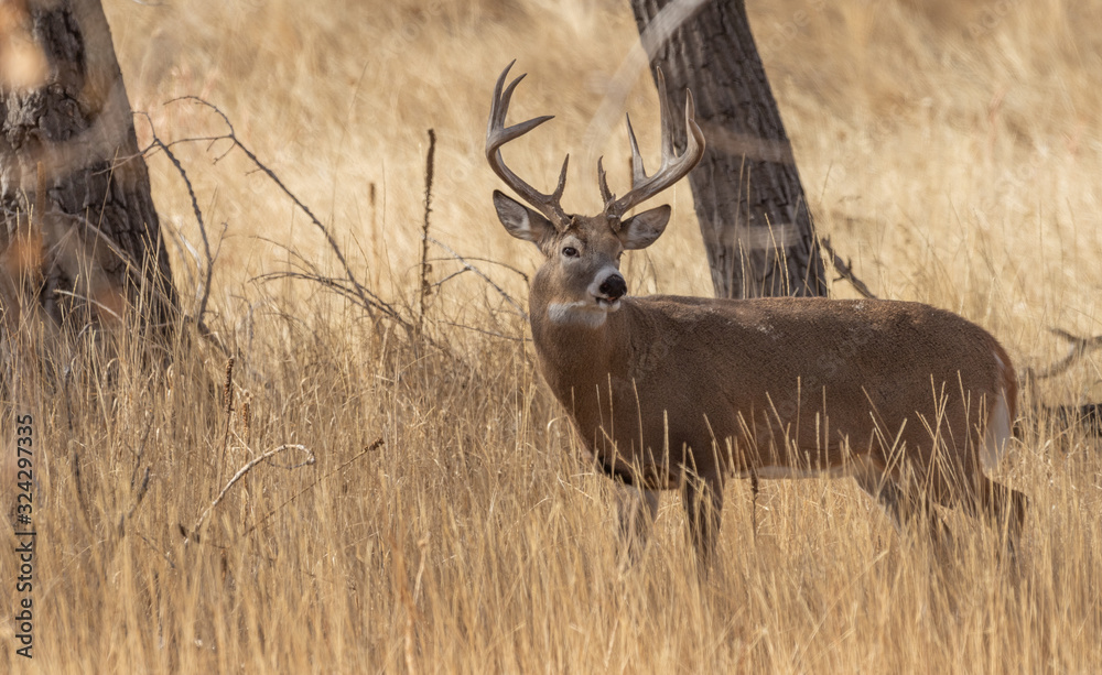 Buck Whitetail Deer in Colorado in the Fall Rut Buck Whitetail Deer in Colorado in the Fall Rut