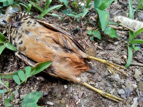 Dead indonesian quail (Coturnix ypsilophora), also known as the brown quail, is a small ground-dwelling bird in the New World quail family. photo