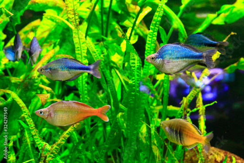 beautiful aquarium with colored fishes and underwater plants. Underwater life
