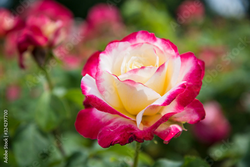 Valokuva Rose 'Double Delight'