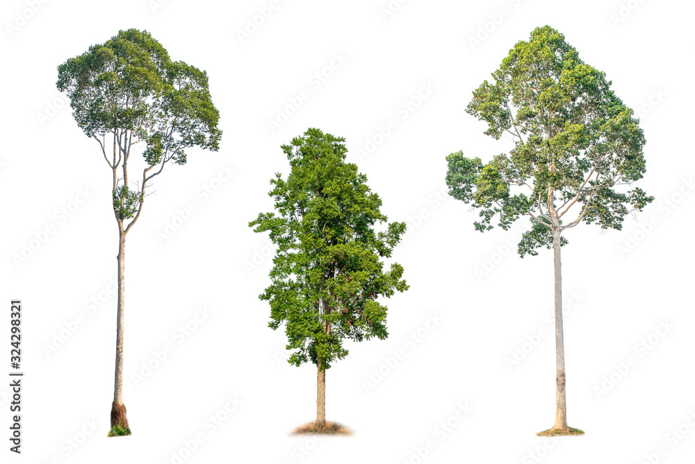 Fototapeta premium isolated big tree on White Background