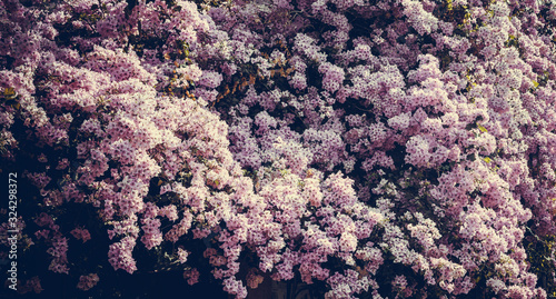 pink flowers  blossom for background