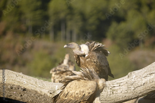 buitre leonado photo