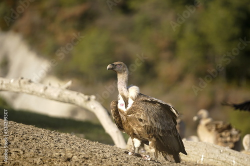 buitre leonado photo