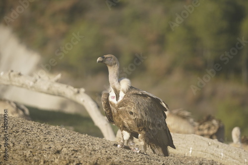 buitre leonado photo