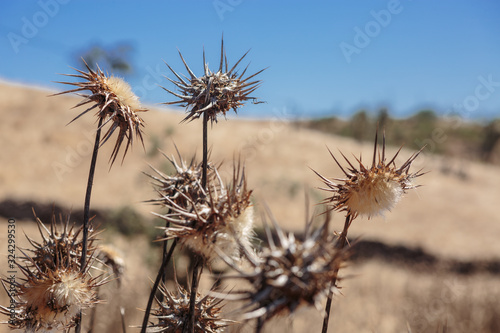 Dry Thistles during summer time