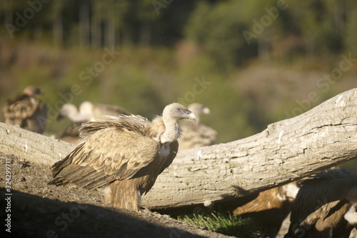 buitre leonado photo